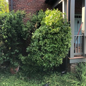 Bush Trimming by Yard Bandit Lawn Services reviewed on August 9, 2023