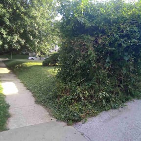 Bush Trimming by A & F Landscaping reviewed on August 21, 2025