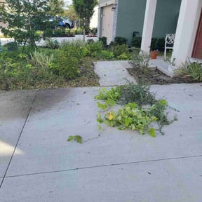 Bush Trimming by Texas RGV Landscape reviewed on November 21, 2025