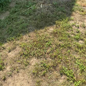 Leaf Removal by Krispy Kutz LLC reviewed on July 4, 2026