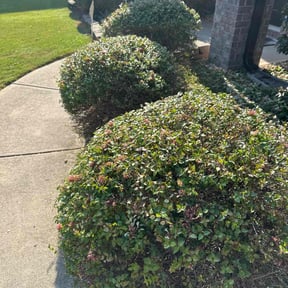 Bush Trimming by Escobar lawn care services reviewed on November 24, 2025