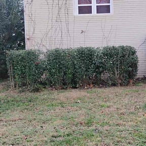 Bush Trimming by CJ Landscaping reviewed on December 28, 2025
