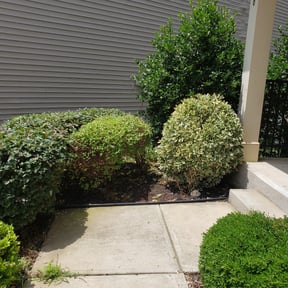 Bush Trimming by AB Flores Landscaping reviewed on August 15, 2025