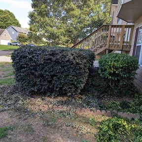 Bush Trimming by Planet Green reviewed on June 26, 2026