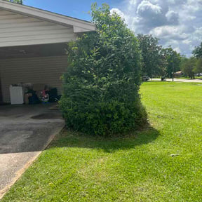 Bush Trimming by First class lawn care reviewed on June 2, 2026