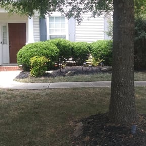 Bush Trimming by Mowpro reviewed on August 15, 2025