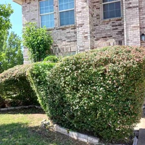 Bush Trimming by Neighbor Friendly Mowers reviewed on August 19, 2025