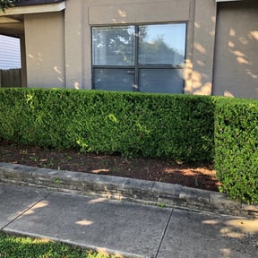 Bush Trimming by Clean Out City LLC reviewed on August 14, 2025