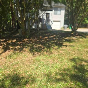 Leaf Removal by Manicure Lawn Care reviewed on June 24, 2026