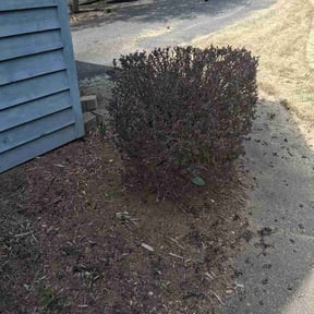 Bush Trimming by Dan's Lawn &amp; Landscaping reviewed on April 1, 2026