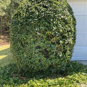 Bush Trimming by RodrÃguez Lawn Care reviewed on August 17, 2025
