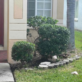 Bush Trimming by DT&amp;K LawnCare reviewed on August 5, 2023