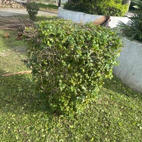 Bush Trimming by J&amp;M Landscaping reviewed on December 15, 2025