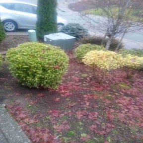 Bush Trimming by Quality lawn care reviewed on August 16, 2025