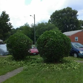 Bush Trimming by Dylan's fresh cut reviewed on October 22, 2025