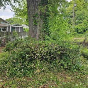 Bush Trimming by McCall Maintenance Services LLC reviewed on August 18, 2025