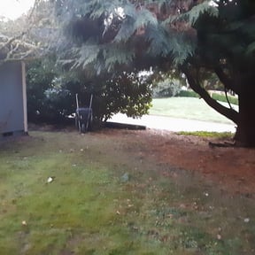 Bush Trimming by Pinpoint Landscaping reviewed on August 17, 2025