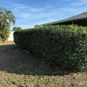 Bush Trimming by Ndebay Landscapping reviewed on December 11, 2025