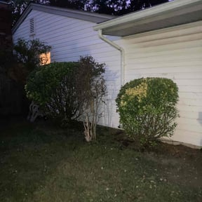 Bush Trimming by Shane Ray reviewed on November 21, 2025