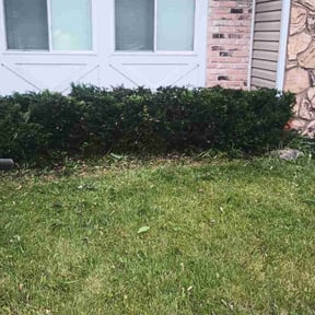 Bush Trimming by A&j lawn care service reviewed on August 18, 2025