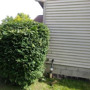 Bush Trimming by Schine's Lawn Care reviewed on August 20, 2025