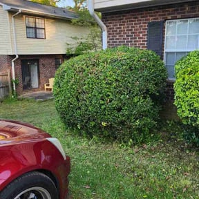 Bush Trimming by Murray Services reviewed on August 14, 2025