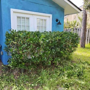 Bush Trimming by Matt's landscaping reviewed on August 18, 2025