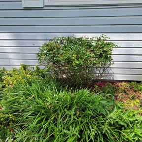 Bush Trimming by Azys lawn care reviewed on August 15, 2025