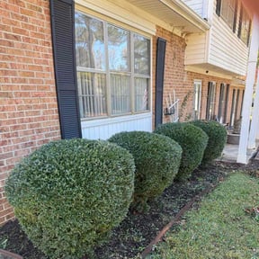 Bush Trimming by Bean Sprout Lawn Service LLC reviewed on November 10, 2025