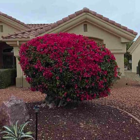 Bush Trimming by Lemarow K Dorsey Lawn Services reviewed on February 13, 2026