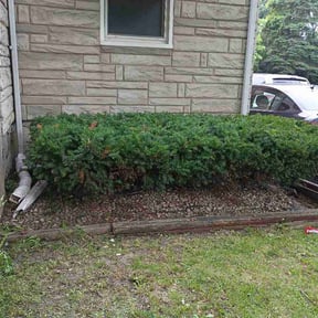 Bush Trimming by Landstripe solutions reviewed on July 24, 2026