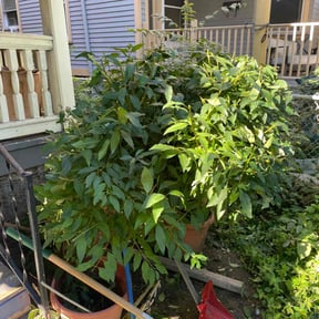Bush Trimming by Bartell and son reviewed on August 14, 2025
