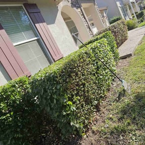 Bush Trimming by Green City Landscaping Co LLC reviewed on August 21, 2025