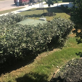 Bush Trimming by M. Reyes Lawn Service reviewed on August 17, 2025