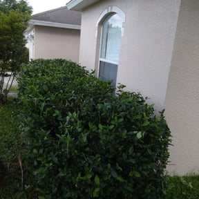 Bush Trimming by Clean Cut Lawn Service reviewed on August 18, 2025