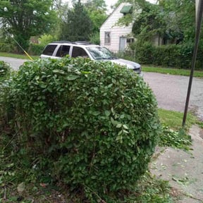 Bush Trimming by A&S Landscaping and Snow Removal reviewed on August 16, 2025