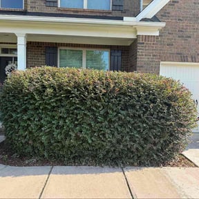 Bush Trimming by Ortega lawn services LL reviewed on November 10, 2025