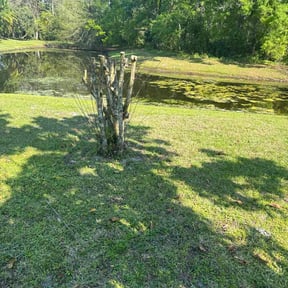 Bush Trimming by Green Dream Lawn reviewed on November 21, 2025