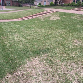 Leaf Removal by BluGrass Groomers Lawn Care reviewed on September 21, 2025