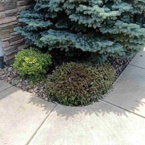 Bush Trimming by KBK &amp; ASSOCIATES LLC reviewed on July 11, 2026