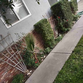 Bush Trimming by Only 1 Lawn Service reviewed on August 20, 2025