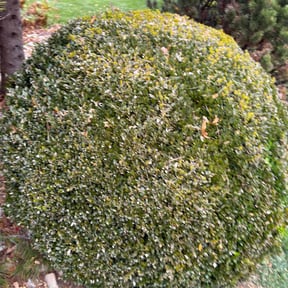 Bush Trimming by J.P Lawn Maintenance reviewed on October 20, 2025