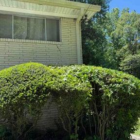 Bush Trimming by Dejesuslawncareservice reviewed on May 3, 2026
