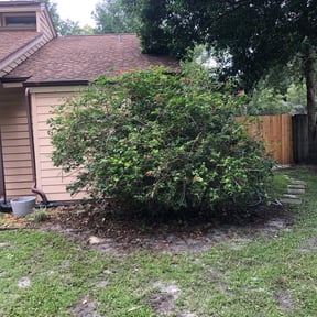 Bush Trimming by Green Day Lawn Service reviewed on August 21, 2025