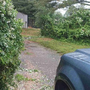 Bush Trimming by Premium Lawns LLC reviewed on May 26, 2026