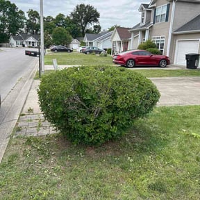 Bush Trimming by Trinity Mobile Service LLC reviewed on July 14, 2026