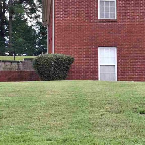 Bush Trimming by TruGreen LawnCare reviewed on July 13, 2026