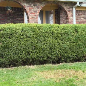 Bush Trimming by Patriot Lawn reviewed on March 25, 2026