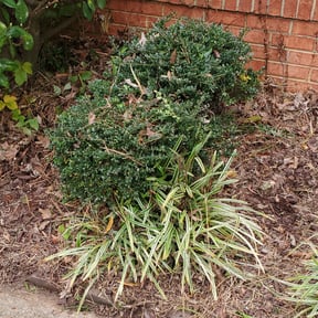 Bush Trimming by Pulgarcitos R&R reviewed on August 20, 2025