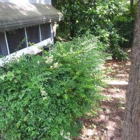 Bush Trimming by Mowasis Lawn Care Services reviewed on August 15, 2025